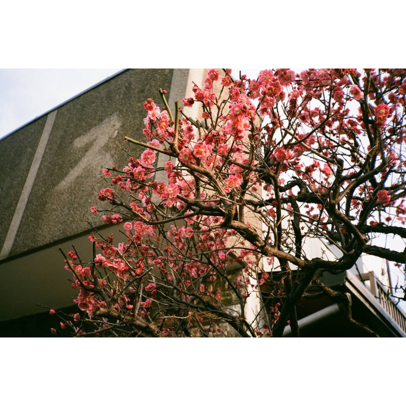 MÁY ẢNH FILM KONICA C35 Flashmatic