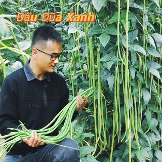 10gam hạt giống đậu đũa siêu dài 💯💥Sale Lớn💥💯 chất lượng cao