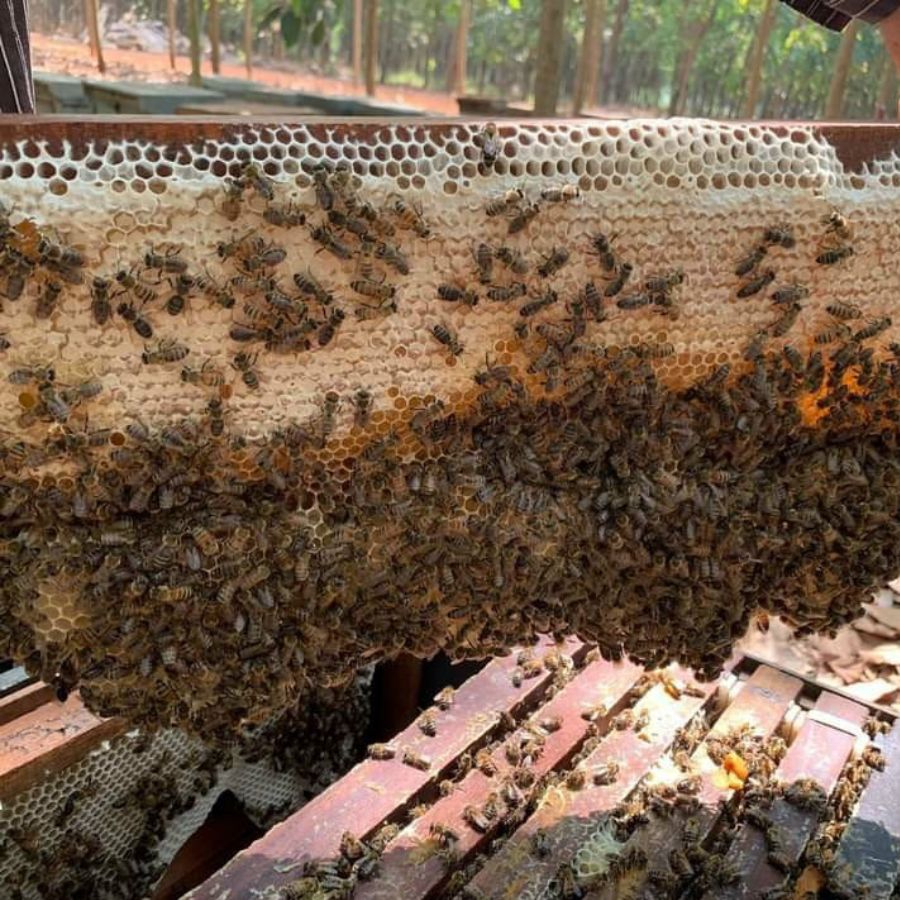 Combo Mật ong sữa chúa Honimore 500g + 1 Mật ong nguyên chất Hoa Miền Núi 360g - Giúp tăng cường đề kháng, chống lão