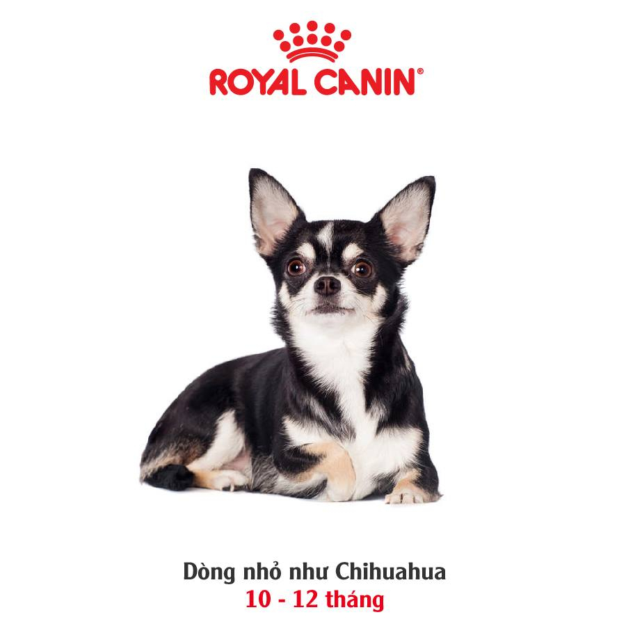 Hạt cho chó ROYAL CANIN CHIHUAHUA sản phẩm dinh dưỡng dành riêng cho giống chó Chihuahua, Phốc