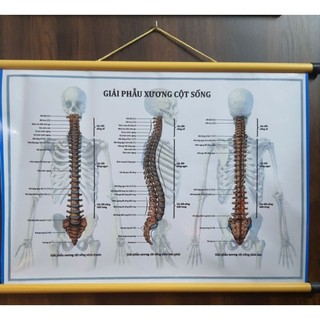 Tranh giải phẫu xương cột sống 55×75cm tranh treo tường