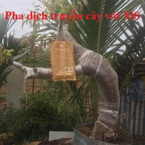 Bộ sản phẩm kích mầm gốc T90 và dưỡng mầm siêu phân MS cao cấp (Xila group) chuyên dùng cho phong lan