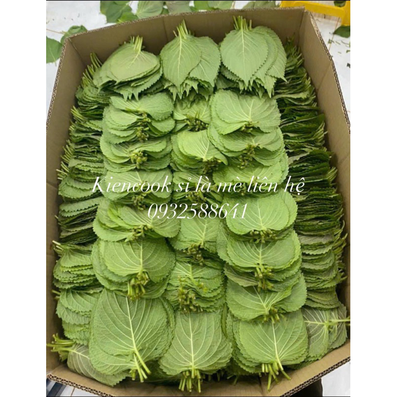 Sỉ lá mè tươi Hàn quốc