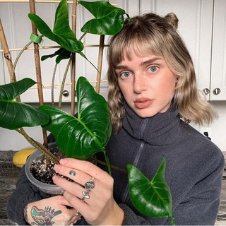 cây môn cá đuối ( alocasia stingray ) cây giống