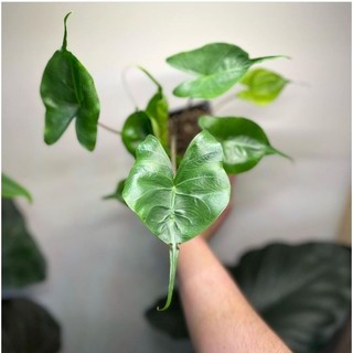 cây môn cá đuối ( alocasia stingray ) cây giống
