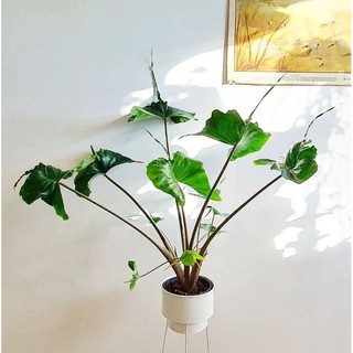 cây môn cá đuối ( alocasia stingray ) cây giống