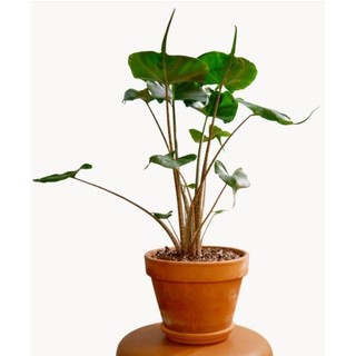 cây môn cá đuối ( alocasia stingray ) cây giống