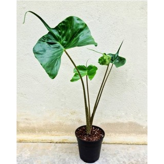 cây môn cá đuối ( alocasia stingray ) cây giống