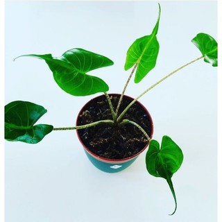 cây môn cá đuối ( alocasia stingray ) cây giống