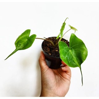 cây môn cá đuối ( alocasia stingray ) cây giống