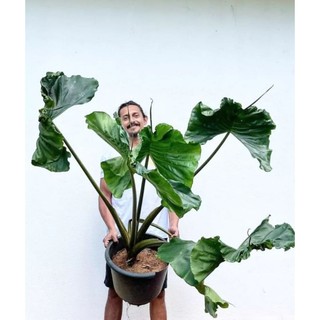 cây môn cá đuối ( alocasia stingray ) cây giống