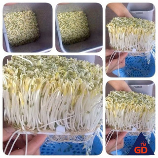 Máy làm giá đỗ sạch tự động đt 103 thùng làm giá đỗ bằng nhựa dễ dàng sạch sẽ làm giá nhanh an toàn thực phẩm