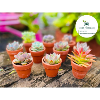 Sen đá mini sen đá phương anh + chậu đất nung 5cm bao khỏe, dễ trồng, lỗi 1 đổi 1
