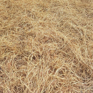 rễ tranh sấy khô 100 gram