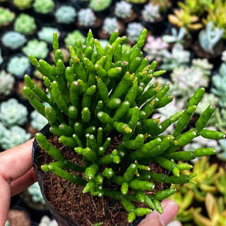 Sen đá gạc nai size bầu 5cm hư 1 đổi 1