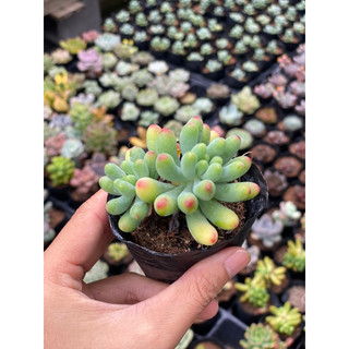 Sen đá thạch ngọc size bầu 5cm hư 1 đổi 1