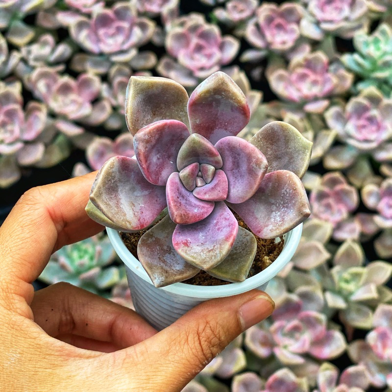 Sen đá Hồng Mập Size Bầu 5cm Hư 1 Đổi 1