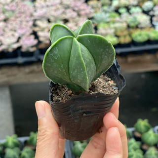 Xương rồng aster size bầu 5cm hư 1 đổi 1