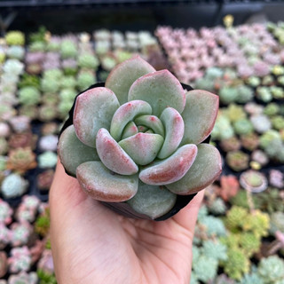 Sen Đá Phale Xanh Size Bầu 5cm Hư 1 Đổi 1