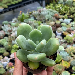 Sen Đá Sỏi Xanh Đốm Size Bầu 5cm Hư 1 đổi 1 Cây Cảnh Trang Trí