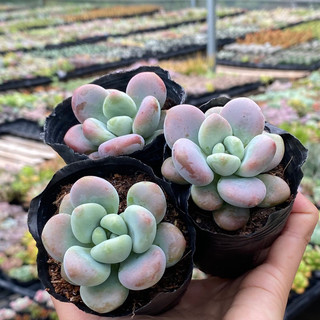 Sen đá sỏi miul sỏi thiên thanh mới size bầu 5cm hư 1 đổi 1