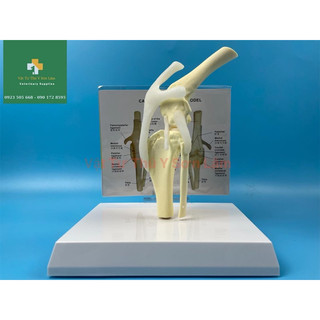 Combo 4 bộ mô hình giải phẫu thú nhỏ