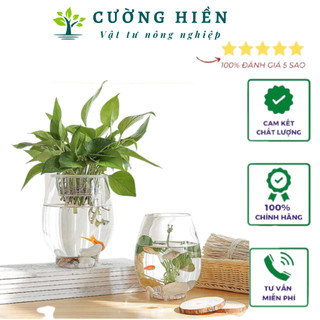 Chậu trồng cây thuỷ sinh 10x17cm đã bao gồm giỏ đặt cây chậu nhựa trong suốt