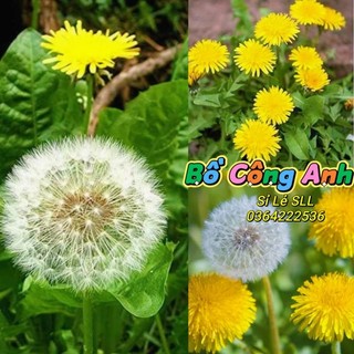 100H giống bồ công anh nhập Mỹ  💥SALE LỚN💥 chất lượng cao