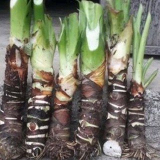 combo 5 cây ráy voi cao 30cm