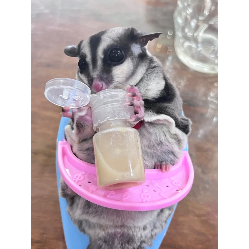 Bình Sữa cho Sóc Bay Úc-Hamster