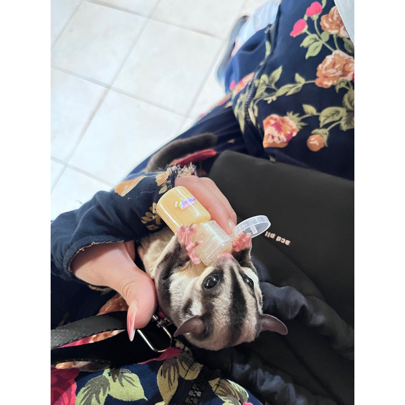 Bình Sữa cho Sóc Bay Úc-Hamster