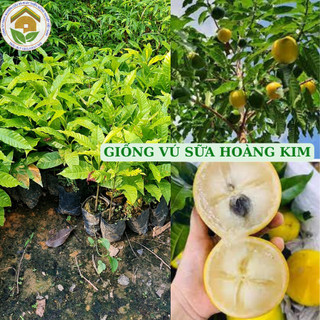 Cây giống Vú Sữa Hoàng Kim - ẢNh chụp tại vườn