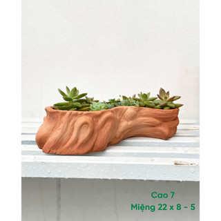Chậu gốc cây đất nung lỗi nhẹ sale