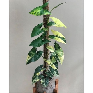 Cây syngonyum aurea cây giống.