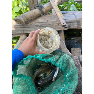 mồi chao câu cá lăng