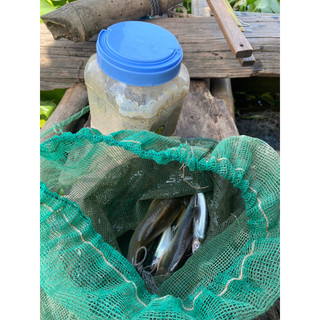 mồi chao câu cá lăng