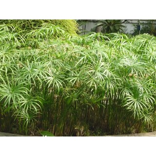 100g dây lác khô cột bánh như bánh tét bánh trạng bánh ú..