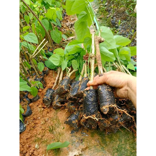 || hỏa tốc 3h || bầu giống rau bò khai