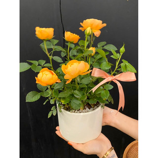 Chậu hoa hồng tezza cam cá hồi kèm chậu sẵn tại hà nội