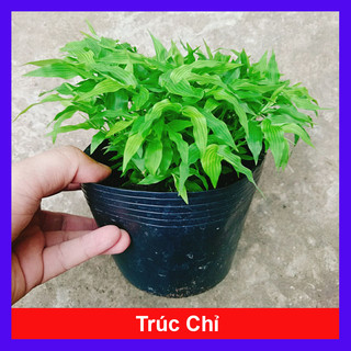 Cây Trúc Chỉ - cây cảnh để bàn, cây trang trí trong nhà