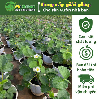 | Set Combo 2 bầu | Cây Dâu Tây Giống Chịu Nhiệt 🍓 Bầu Ổn Định Rể 🍓 Gần Cho Quả