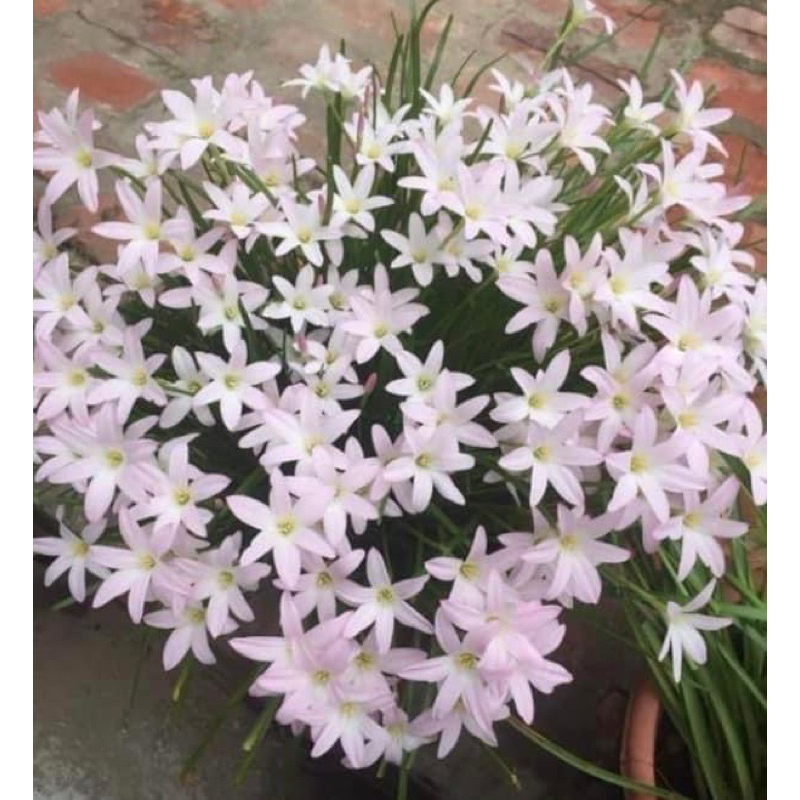 củ hoa tóc tiên màu Hồng cánh dài ( chuẩn màu)