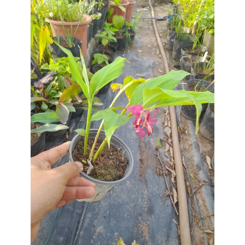cây hoa gừng bướ.m tím