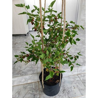Cây Dâu Tằm( tặng kèm phân bón)