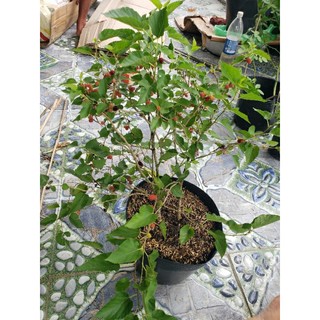 Cây Dâu Tằm( tặng kèm phân bón)