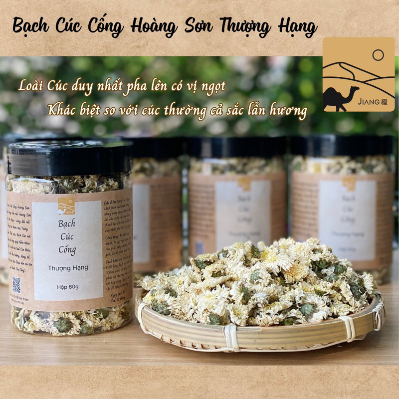 Bạch Cúc Cống Hoàng Sơn (Cúc tiến Vua) Thượng Hạng