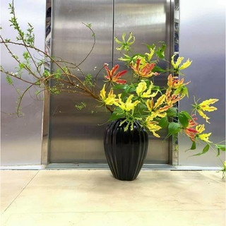 Củ giống lily lửa - Gloriosa superba