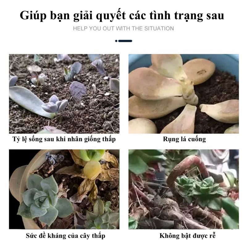 Phân bón kích mầm chồi, đẻ nhánh cây trồng mọng nước, sen đá, xương rồng 500ml