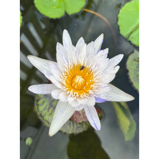 combo 5 cây hoa rễ trần