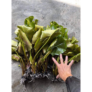combo 5 cây hoa rễ trần